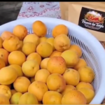 Gulmit Apricot Festival Ends